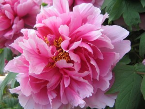 きれいな花でごわす 野に咲く花も健やかに…