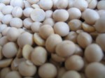 豆が話しかけてきそうです。 豆が話しかけてきそうです。