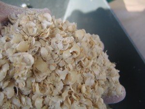 大豆の皮。 大豆の皮。