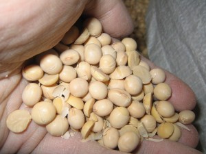 乾燥した後の大豆