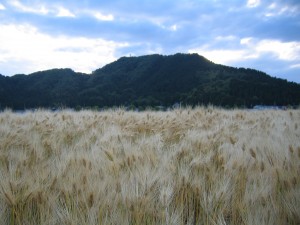 実りの麦くんたち!!!! 実りの麦くんたち!!!!