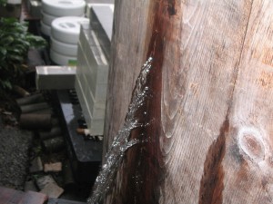 初日の水張。 初日の水張。