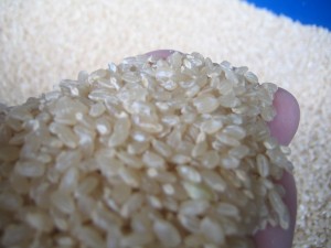 自然栽培米、ササニシキの玄米