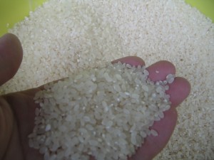 精米後の写真です。 精米後の写真です。