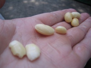 浸漬後の大豆 浸漬後の大豆