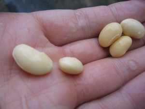 脱皮大豆と非脱皮大豆。 脱皮大豆と非脱皮大豆。