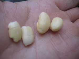 同じ脱皮大豆 同じ脱皮大豆