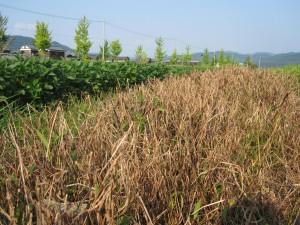 除草剤を撒いた雑草