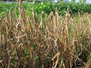 草が枯れています。 草が枯れています。