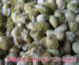蔵つき麹菌 蔵つき麹菌