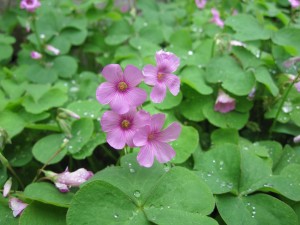 野に咲く花。 野に咲く花。