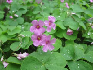 野に咲く花。