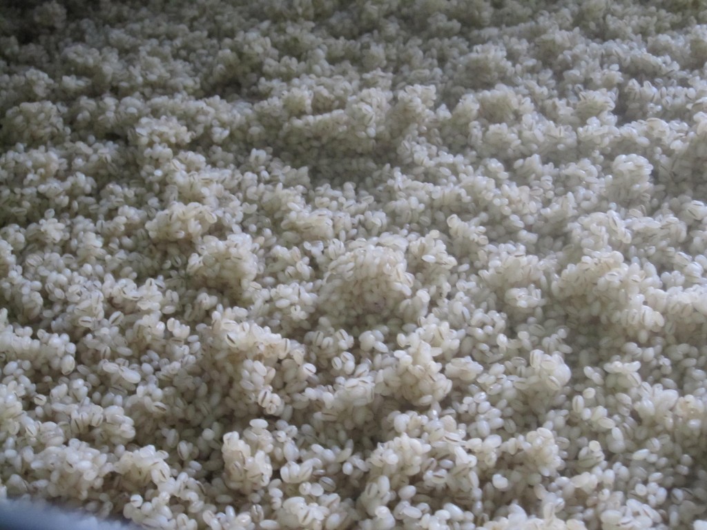蒸した麦を冷まします。 蒸した麦を冷まします