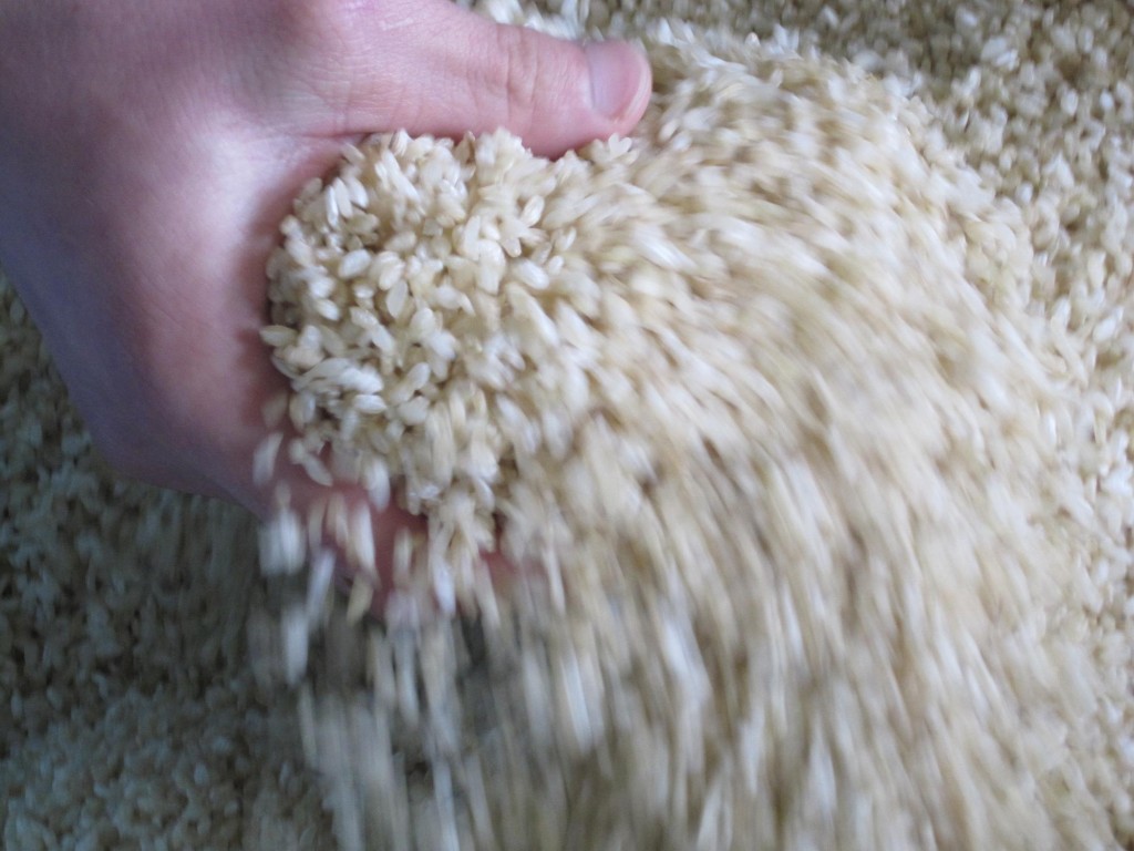 昨日、玄米を蒸しました。