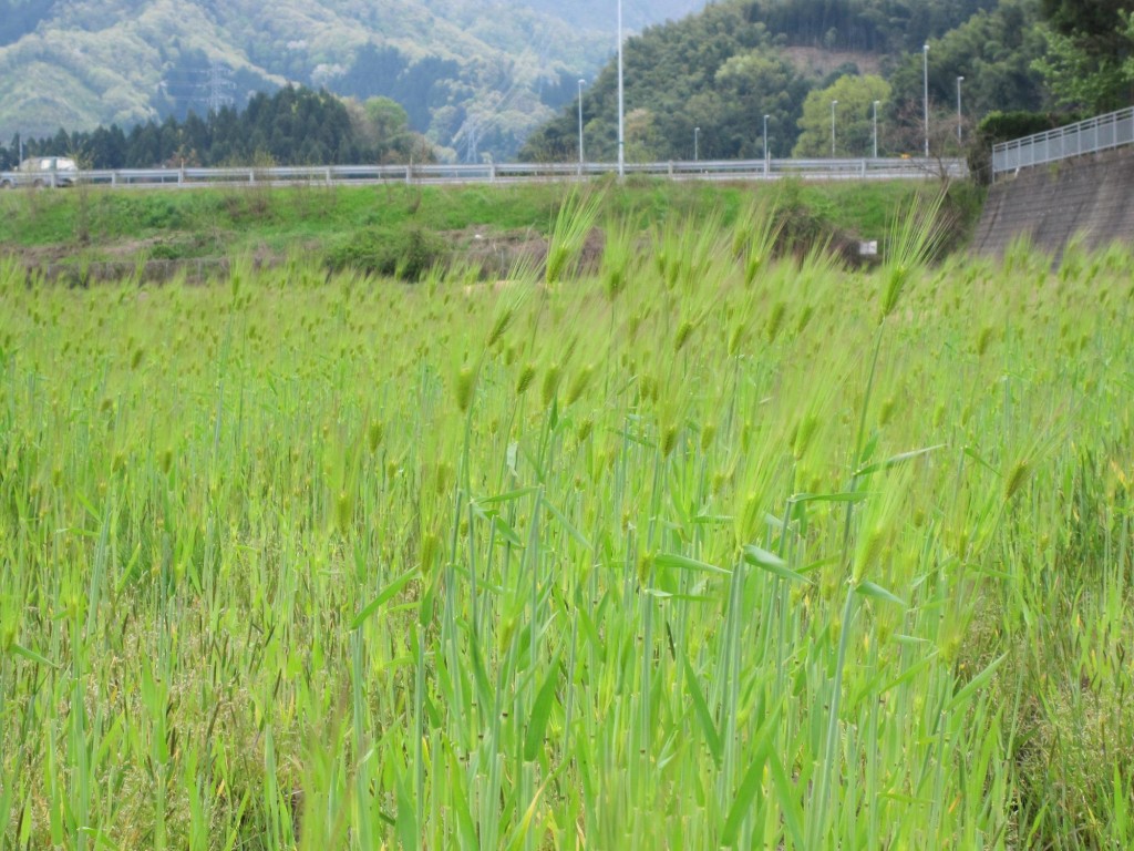 無肥料自然栽培の麦畑。