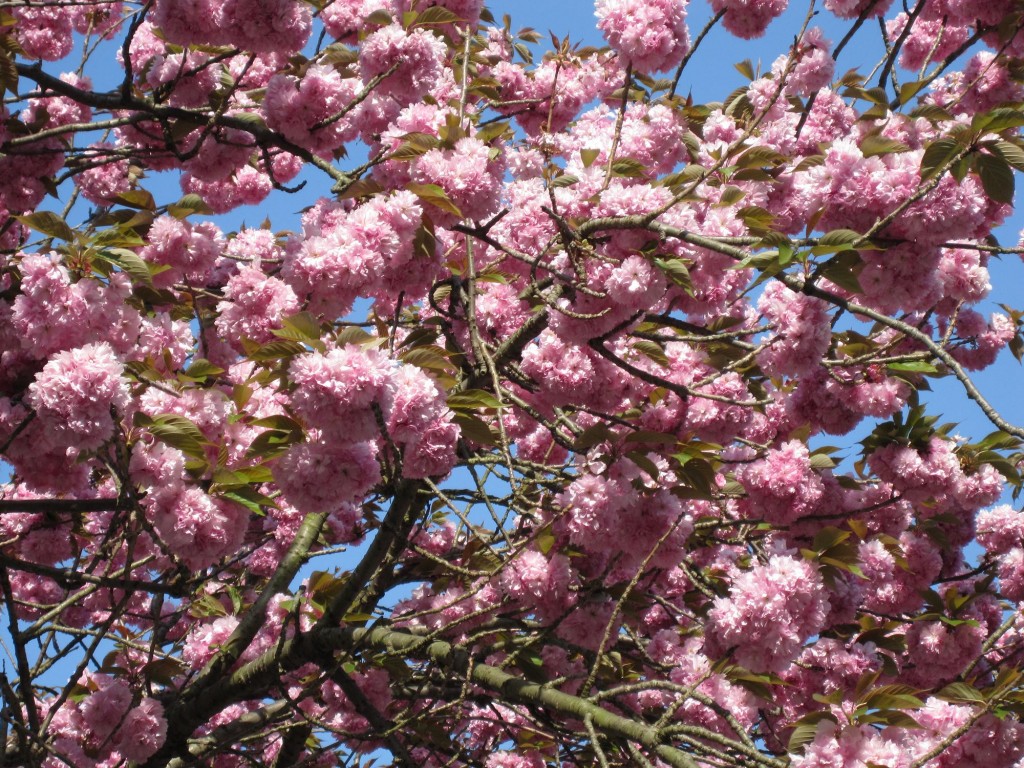 八重桜 八重桜