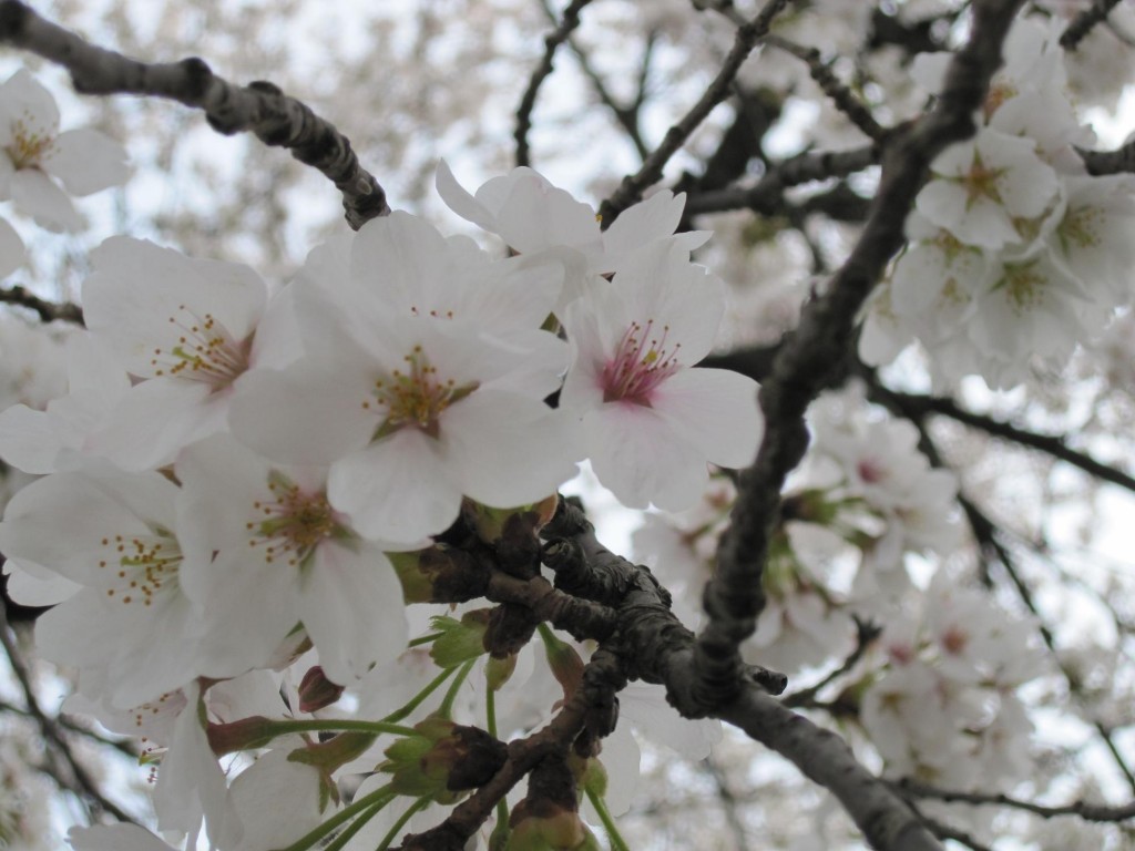桜の花。きれいだ。