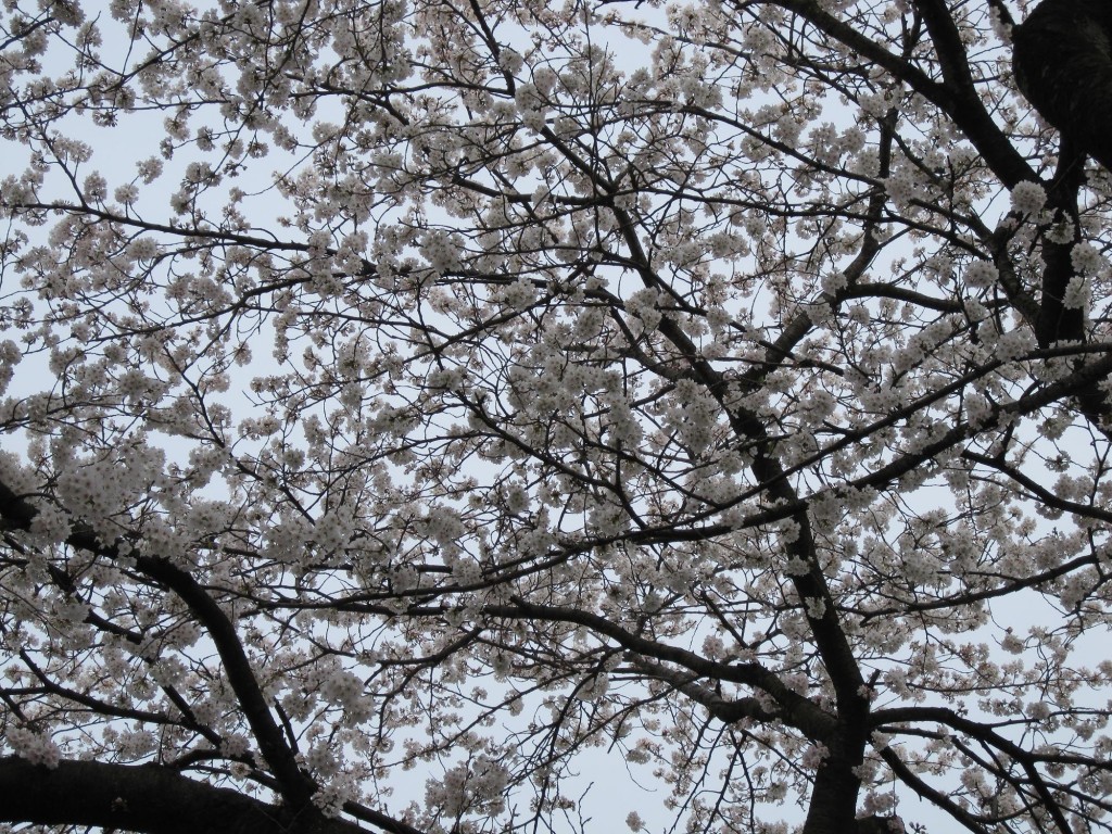 桜並木。